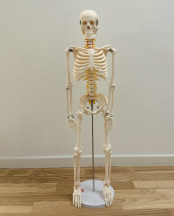 85 Cm Skelet Med Nerver