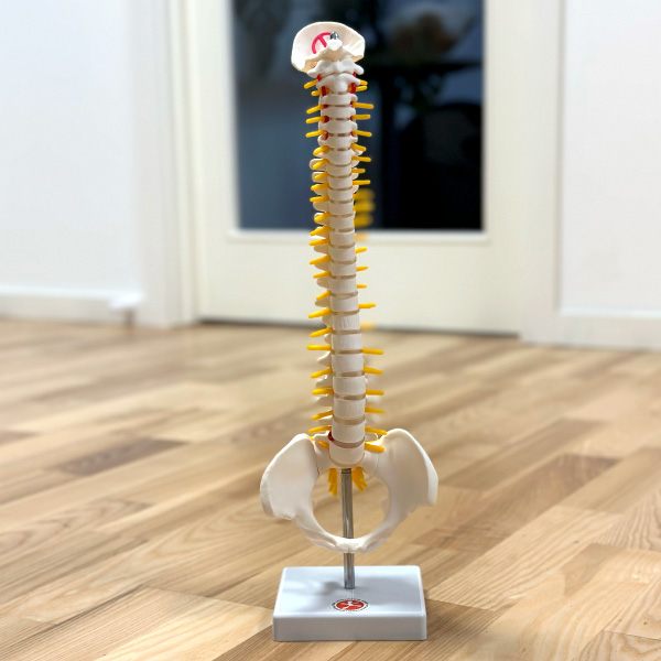 Rygsøjle Med Bækken 43 Cm
