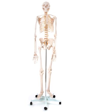 Skelet 170 Cm   Fuld Størrelse